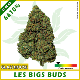 FLEURS CBD "BIG BUD" Glasshouse