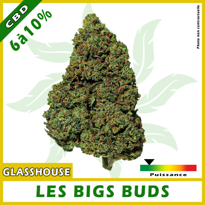 FLEURS CBD "BIG BUD" Glasshouse