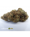 Orange Bud